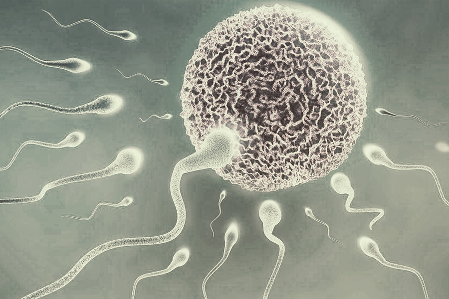 fertilite